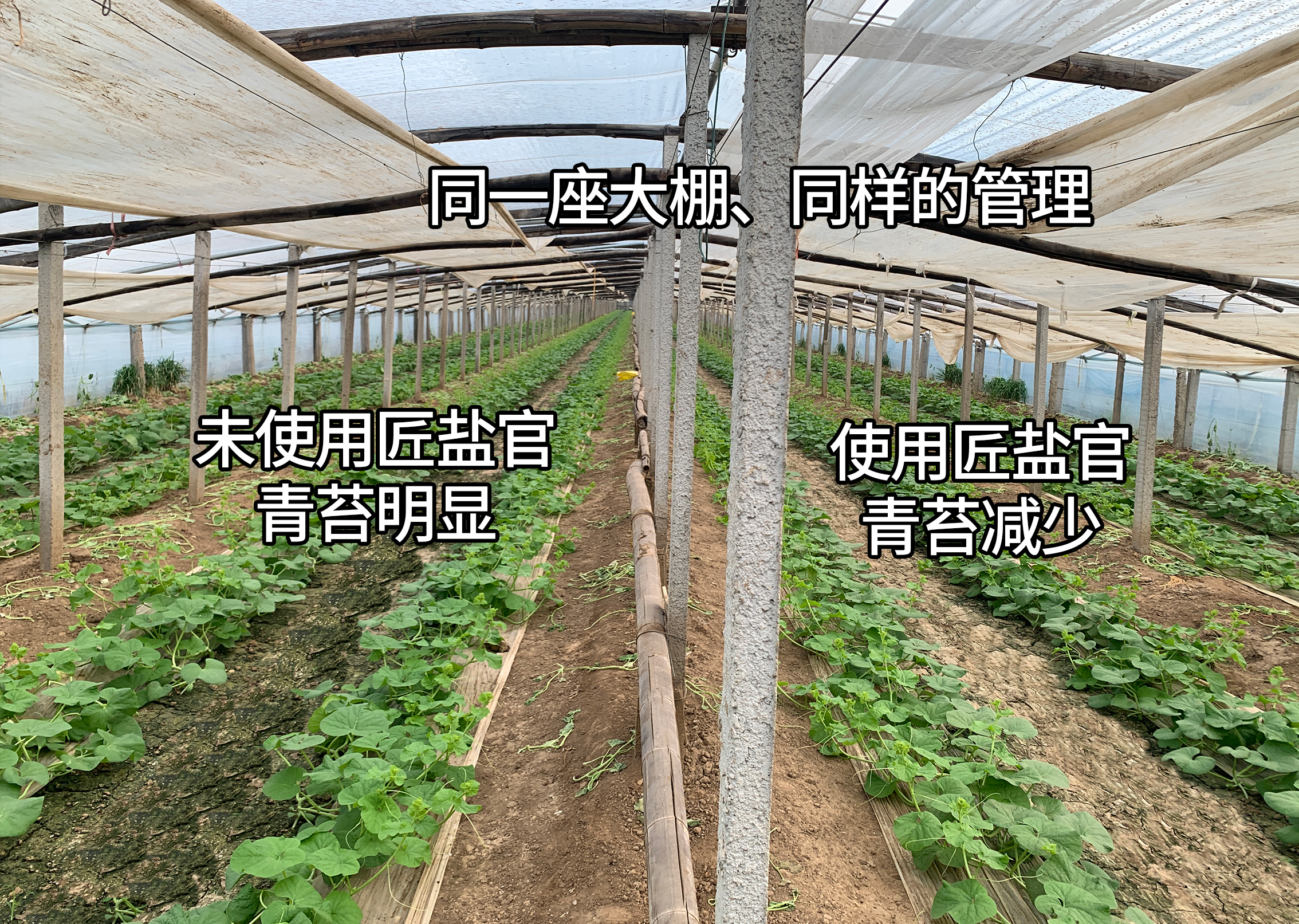 匠盐官